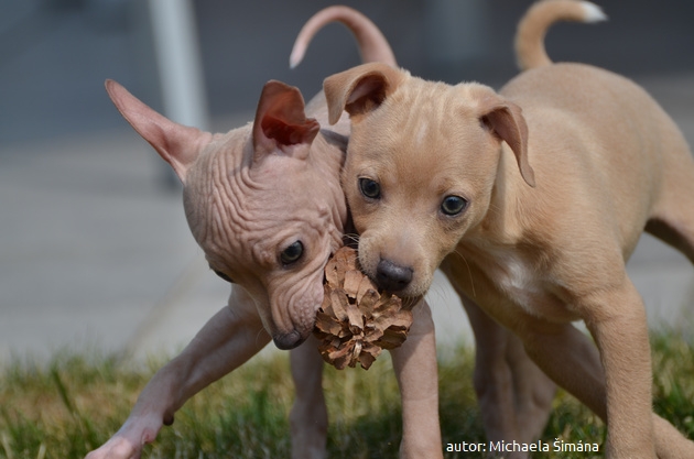 hairless terrier