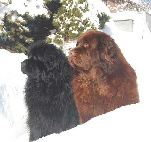 Schwarz und braun Neufundländer