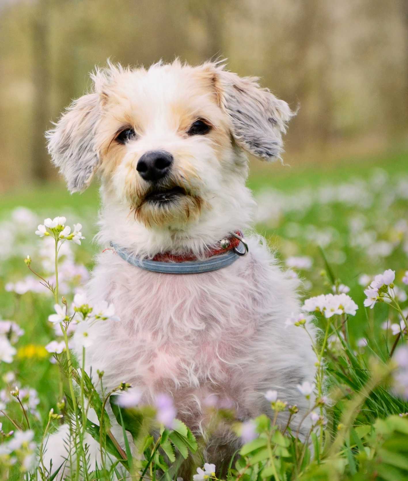 Genomia: Genetic tests for dogs of breed: Border Collie