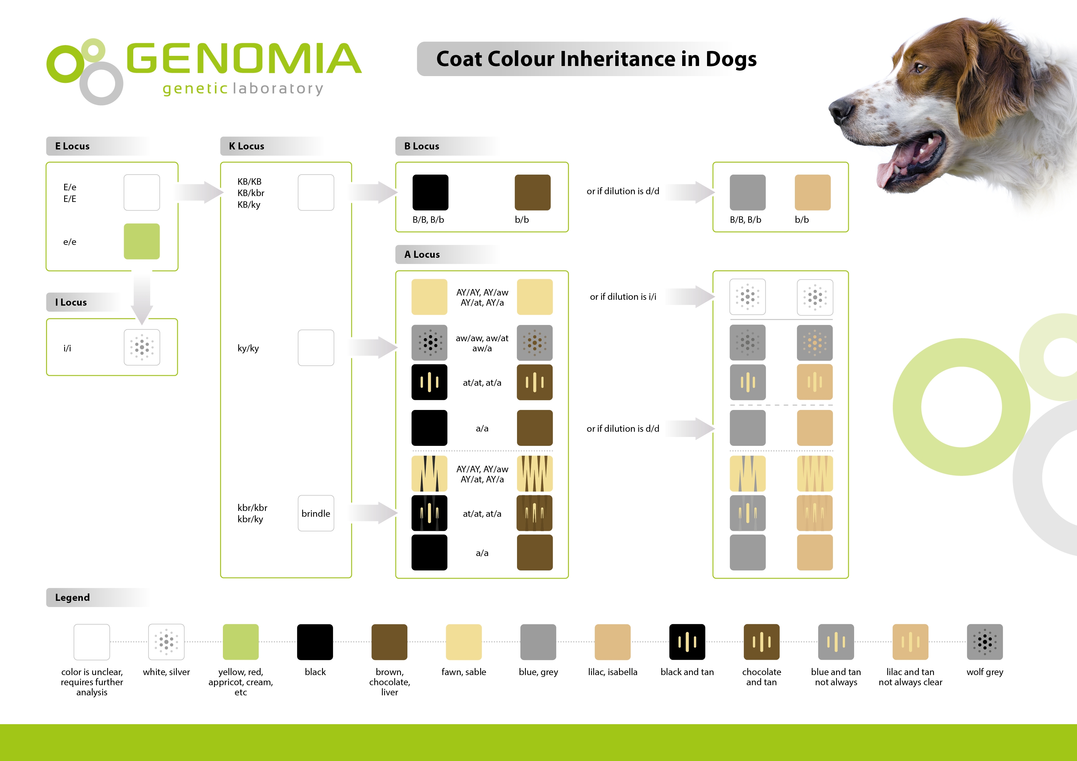 Dog Coat Colors Chart