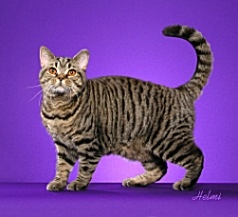 black mac tabby black mac tabby