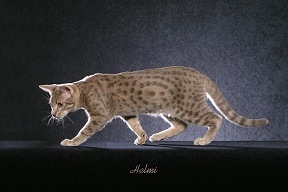 blue spotted tabby blue spotted tabby