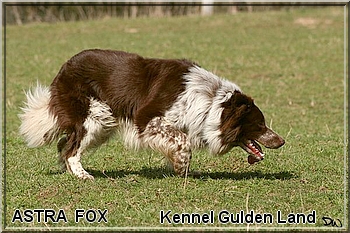 Genomia Border Collie