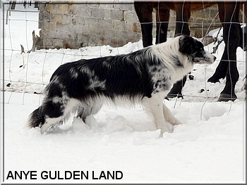 border_blue_merle