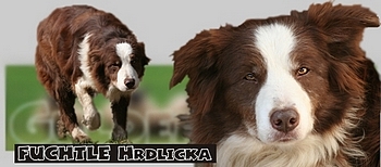 Genomia Border Collie