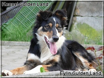 Genomia Border Collie