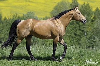 buckskin