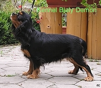 cavalier_black_tan