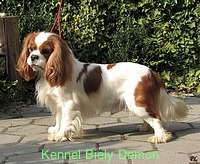 cavalier_blenheim