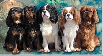 Cavalier King Charles Spaniel