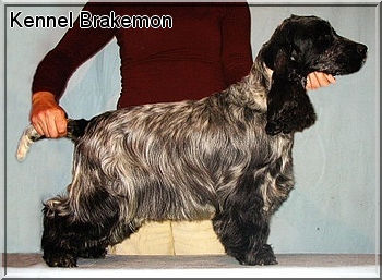 liver roan and tan cocker spaniels