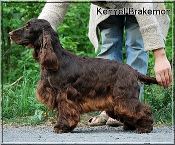 liver roan and tan cocker spaniels