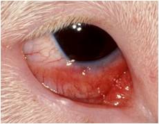 zánět oka při alergii psů, koček a koní
