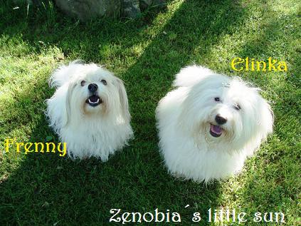 how much do coton de tulear puppies cost