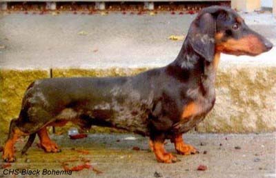 mini smooth haired dachshund