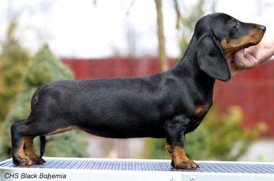 dachshund_black_tan