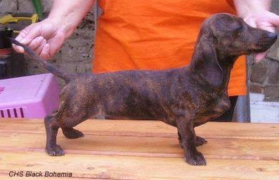 dachshund_brindle