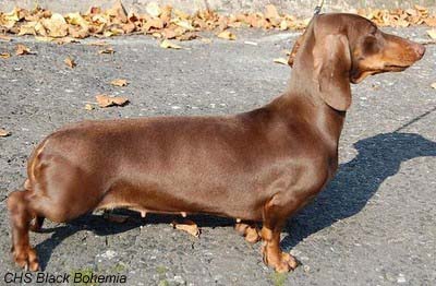 different colored dachshunds