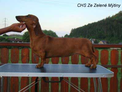 dachshund_red