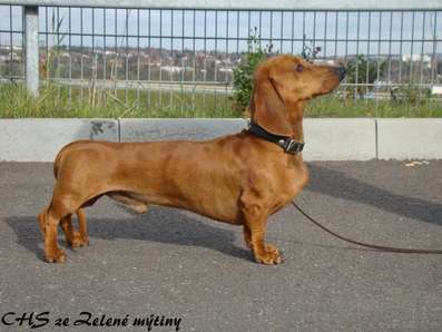 dachshund_sable