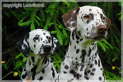 do dalmatian puppies have spots