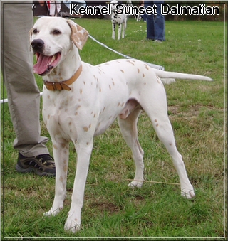 lemon dalmatian breeder