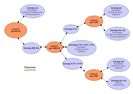 Diagram hierarchie alel určujících barvy srsti psů