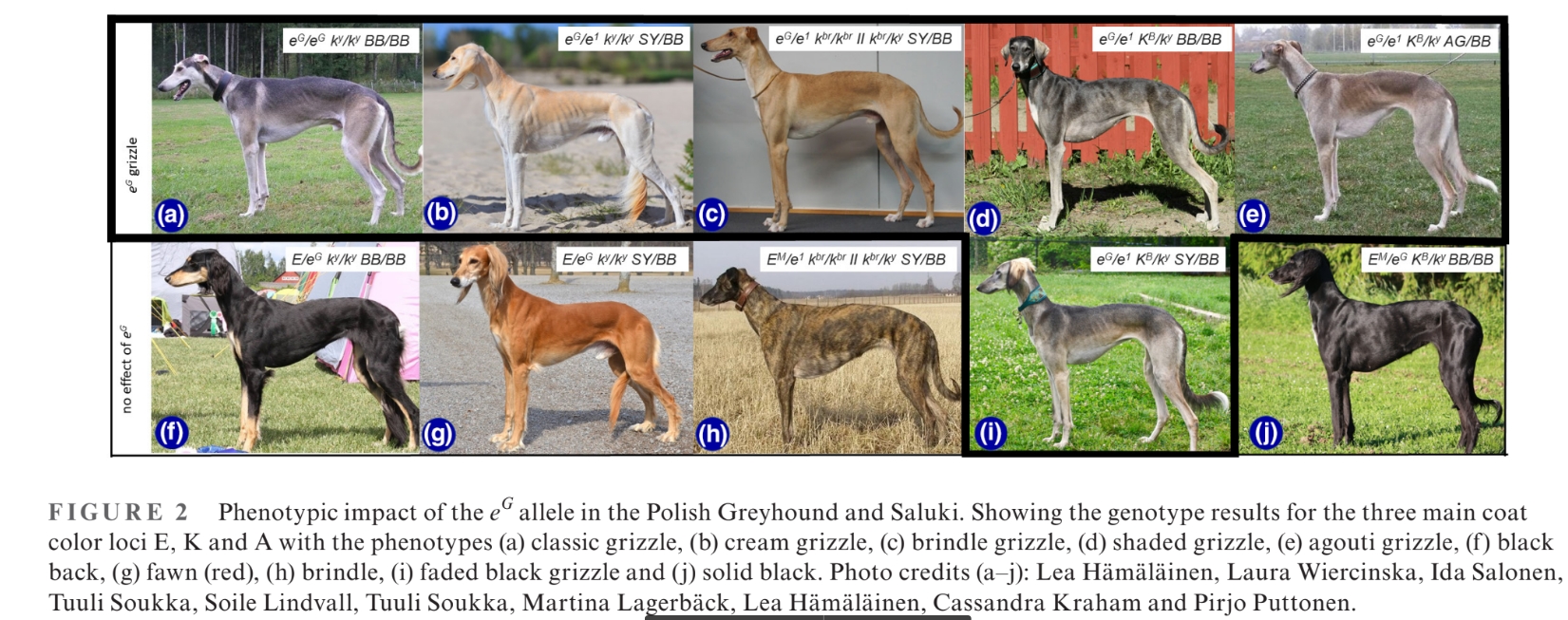 grizzle saluki