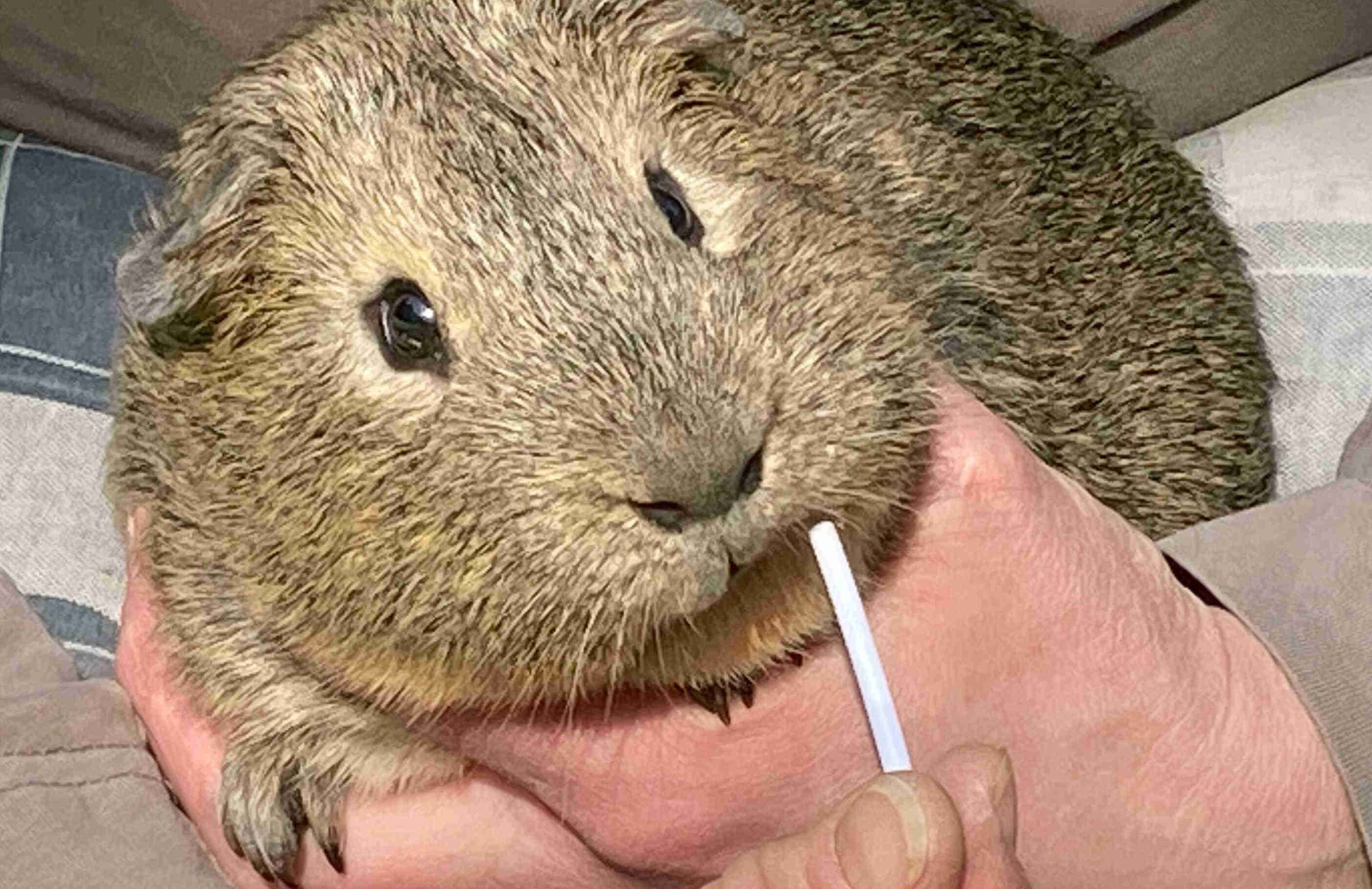 guinea-pig-aguti guinea-pig-aguti