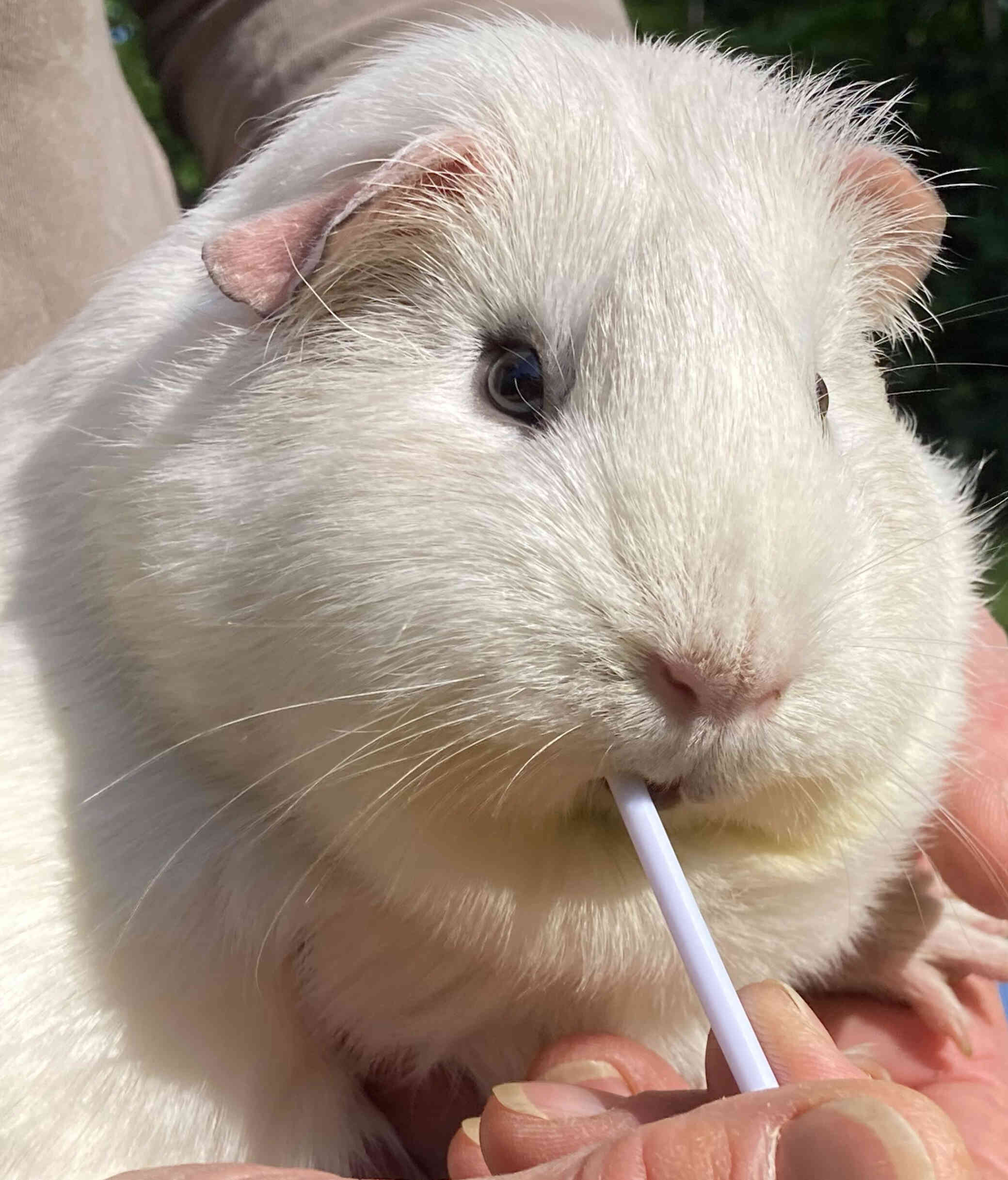 guinea-pig-cream guinea-pig-cream