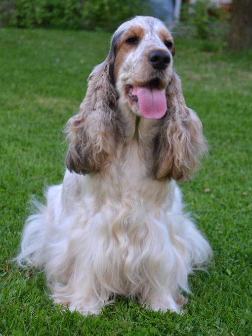 sable english cocker spaniel