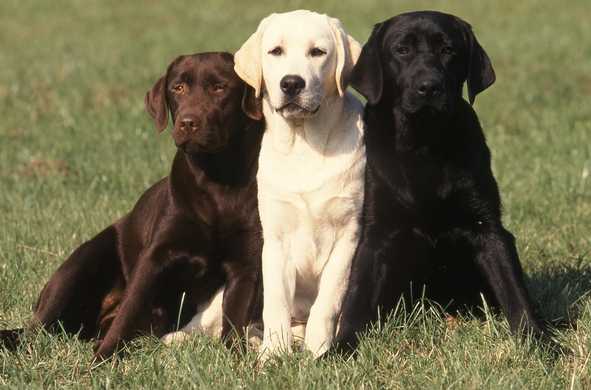 labradors