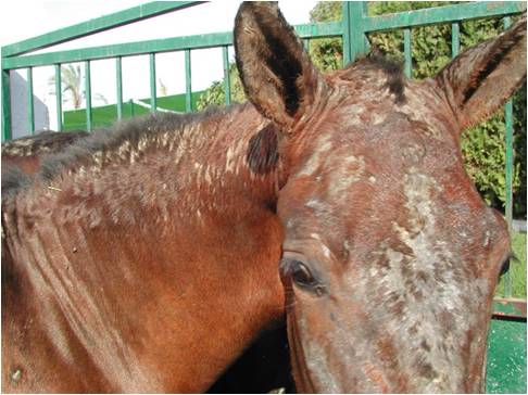 alergie u koně - letní dermatitida