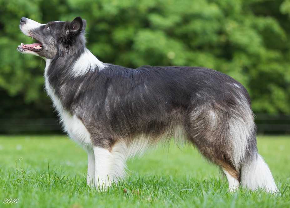 Cryptic merle shop border collie