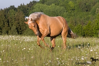 palomino