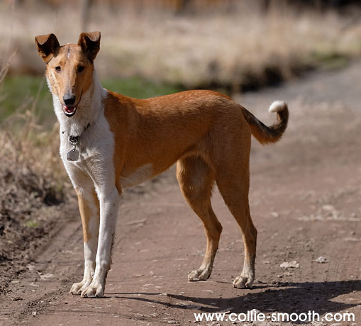 Genomia: Genetic tests for dogs of breed: Border Collie