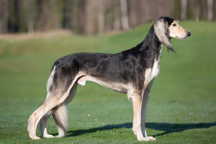 saluki