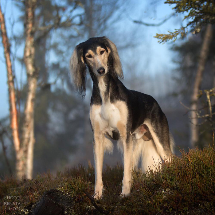 saluki grizzle