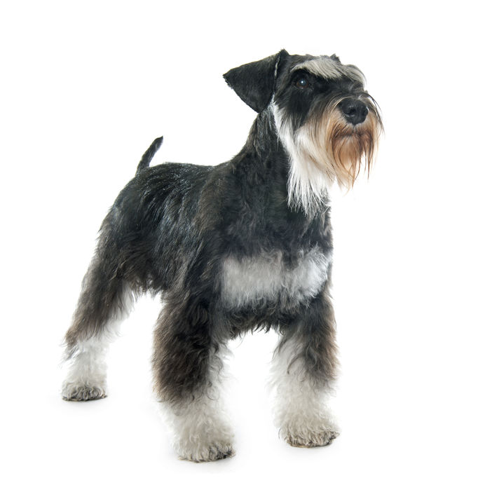 schnauzer i/i