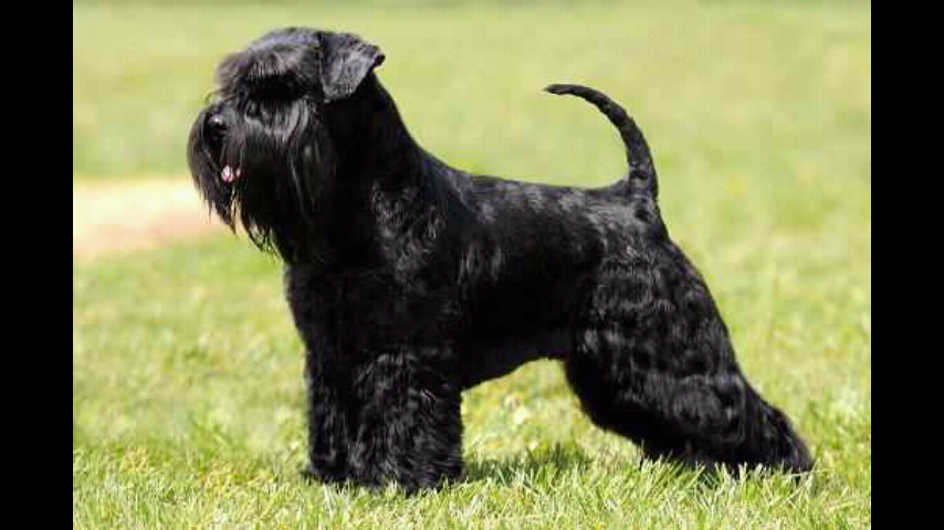 schnauzer_black