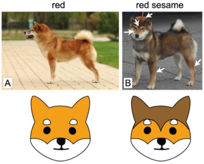 red sesame shiba inu