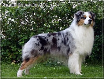 cryptic merle australian shepherd