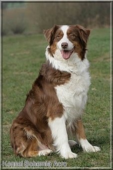 bicolor australian shepherd