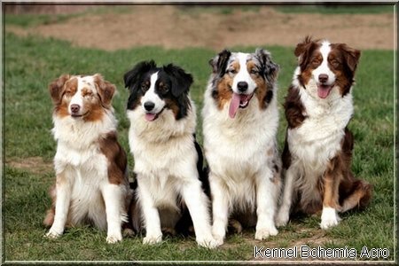 australian shepherd panel testing