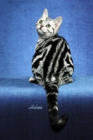 silver classic taby back silver classic taby back