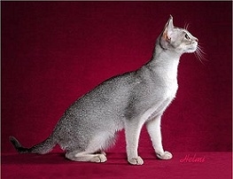 Genomia: Testing of cats: Locus A