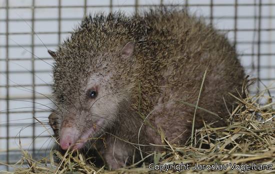 tenrec_ecaudatus.jpg