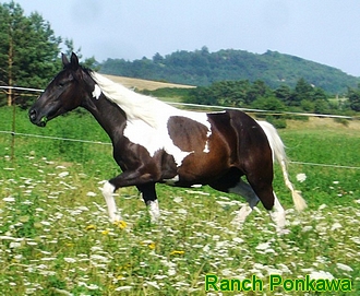 tobiano1